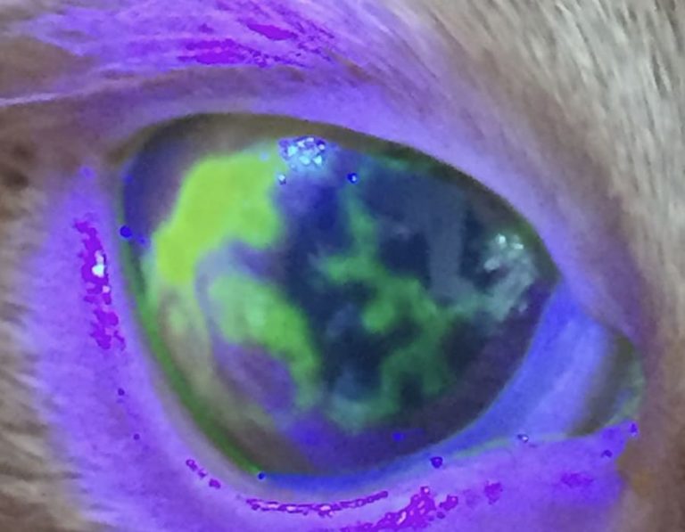 Herpetic Ulcers In A Cat